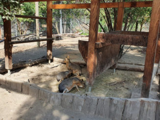 Bioparc Genève