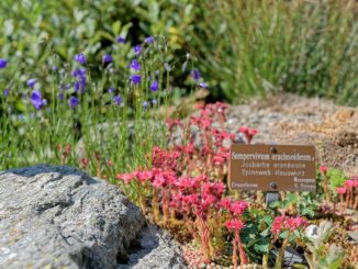 Jardin Alpin La Linnaea