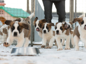 Barryland Musée et Chiens du Saint-Bernard